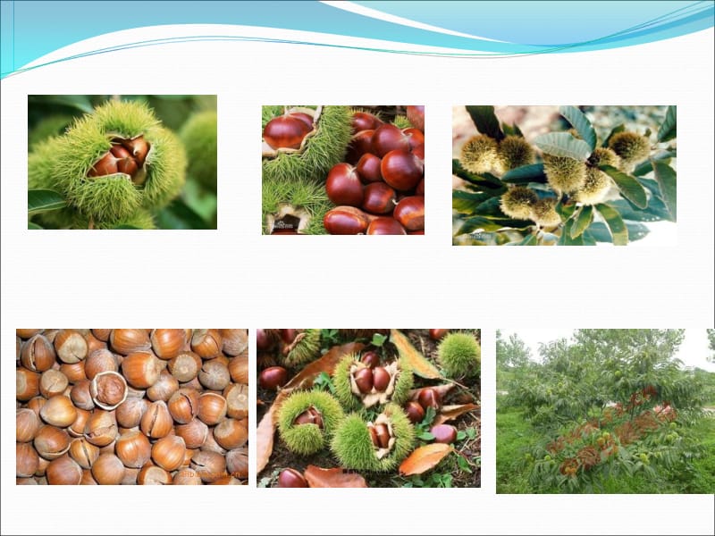 果品类原料——干果类