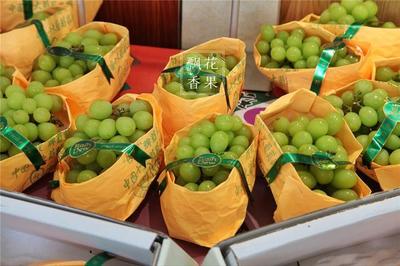 从葡萄看连锁水果企业的果品管理之道 品质、标准与供应链的协同